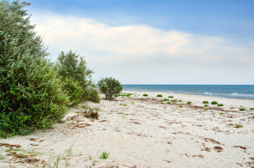 Panorama wild, sea beach in the National reserve island Dzharylgach.