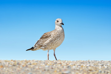 Large Black Sea seagulls in the natural habitat.