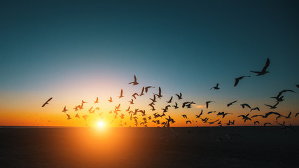 Silhouettes troupeau de mouettes sur la mer pendant un coucher de soleil incroyable.