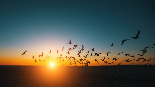 Fototapeta Silhouettes flock of Seagulls over the Sea during amazing sunset.