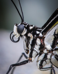 Butterfly eye