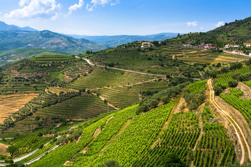 Fototapeta na wymiar Top view of the vineyards are on a hills. Douro Valley, Portugal. .