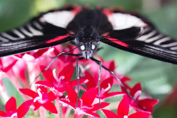 Fototapeta na wymiar Red and White Butterfly