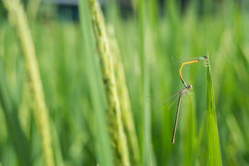 Mating dragonfly in rice field.