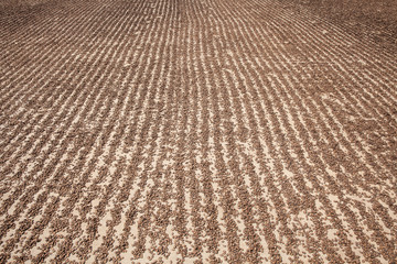 Fototapeta premium Watermelon seeds drying in sun