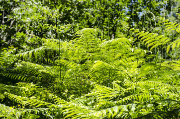 PLANTAS Y FLORES BOSQUE PRIMAVERA