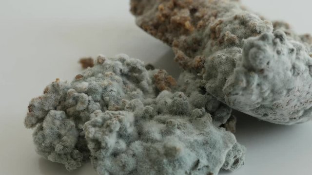 Green mold over bread surface slow tilt 4K 2160p 30fps UltraHD footage - Tilting over rotten food with hyphae fungus close-up 3840X2160 UHD video 