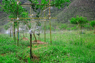 Irrigation system in fruit garden