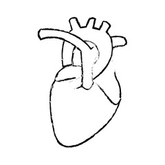 human heart anatomy cardiology healthcare symbol vector illustration