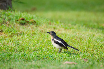thailand magpie bird playing walking on grass in public park.