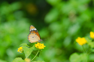 butterfly on small beautiful yellowflower in thepark, nature background.