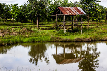 Cabana in the rice field, pond
