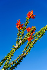 Fouquieria splendens - Ocotillo spring bloom in the California Desert - 161035440