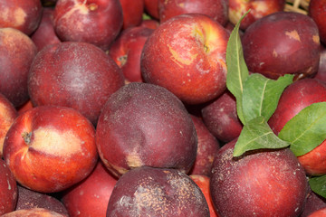 Close up of fresh and juicy nectarines