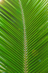 Palm leaves texture