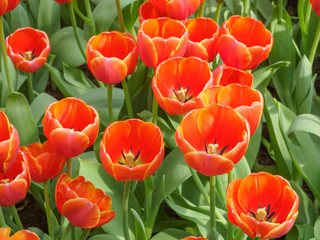 Orange Tulip