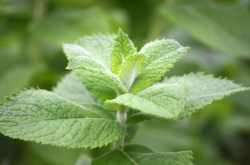Mint leaf in outdoor garden