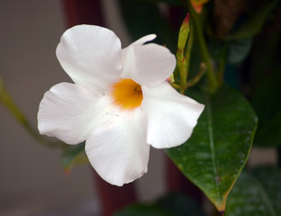 Fototapeta na wymiar Exotic white blossom 