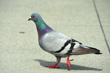 Pigeon walking on urban city sidewalk 