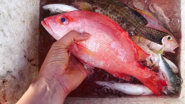 A left hand picking a big fresh red snapper from the iced fishing box
