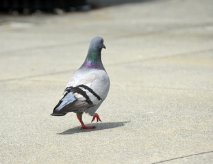 Pigeon walking on urban city sidewalk 