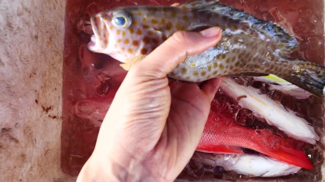 A left hand picking a Yellow-Spotted Grouper up from the iced fishing box
