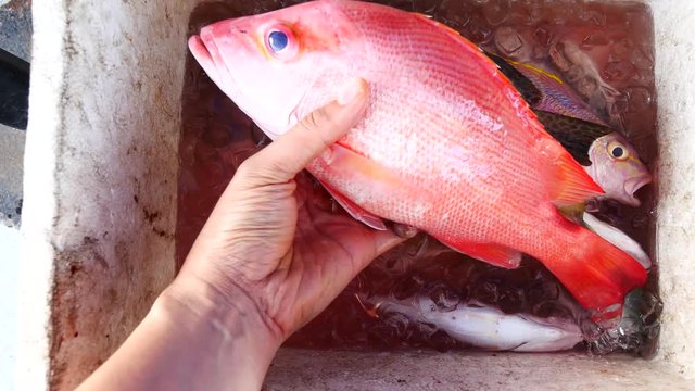 A left hand picking a big fresh red snapper from the iced fishing box
