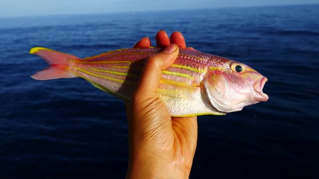 A left hand holding a big fresh ornate threadfin bream with blue sea background
