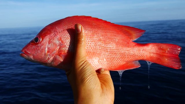 A left hand holding a big fresh red snapper with sea and blue sky background
