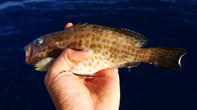A left hand holding a Yellow-Spotted Grouper with blue sea background
