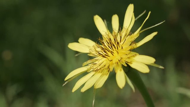 Close-up of meadow salsify slow-mo 1080p FullHD footage - Tragopogon pratensis flower slow motion 1920X1080 HD video