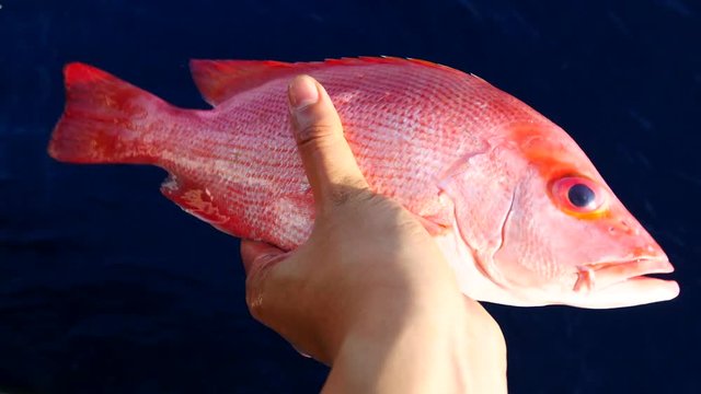 A left hand holding a big fresh red snapper with sea and blue sky background
