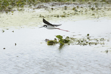 Black necked stilt flying over a swamp in Christmas, Florida.