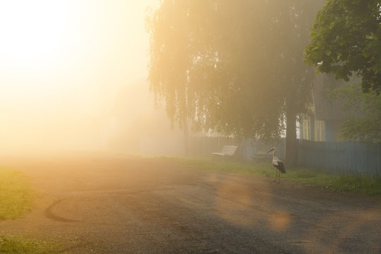 White Stork at dawn walking through the village in the fog