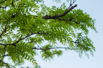 Spring Leaves
