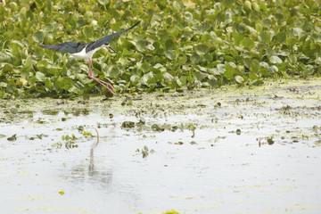 Black necked stilt landing in a swamp in Christmas, Florida.