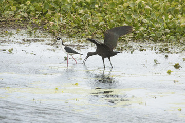 Glossy ibis wading in a swamp in Christmas, Florida.