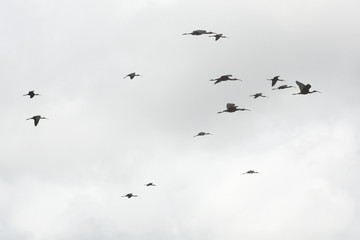 Flock of glossy ibises flying over a swamp in Florida.