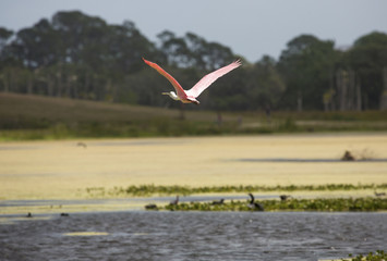 Roseate spoonbill flying over a swamp in Christmas, Florida.