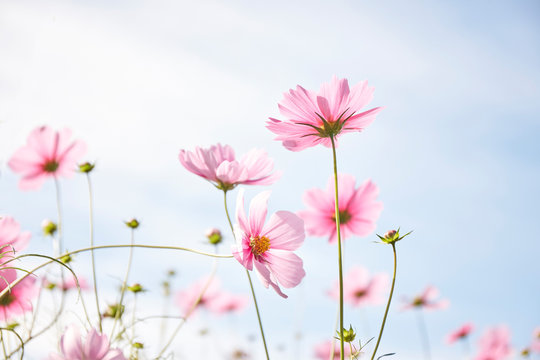 コスモス風景6号サイズ コスモス Images – Browse 85,713 Stock Photos, Vectors, and
