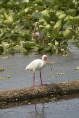 White ibis standing in a swamp in Christmas, Florida.