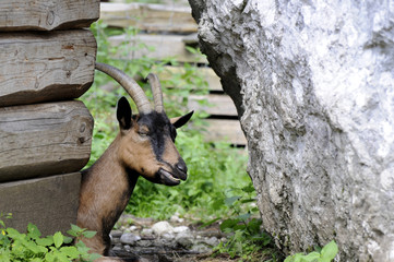 Capra hircus Այծ Koza domowa Goat Dê 家山羊 Keçi Dhia shtëpiake Домашняя коза Cabra עז הבית  © Comugnero Silvana