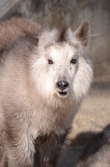 ニホンカモシカ