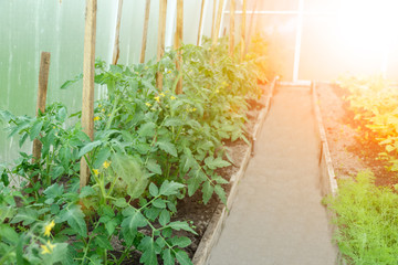 Bed with bushes of tomatoes on the left side of the path in the greenhouse