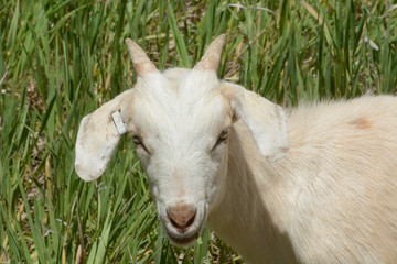 Portrait of white kiko goat in pasture