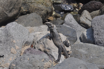 lagarto piedras