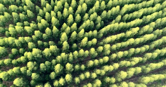 Aerial view the rubber forest thailand.