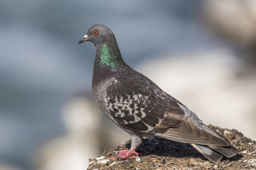 Rock Dove perched on a rock overlooking the Pacific Ocean - San Diego, California