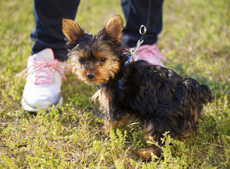 Yorkie out for a walk