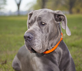 Calm Great Dane